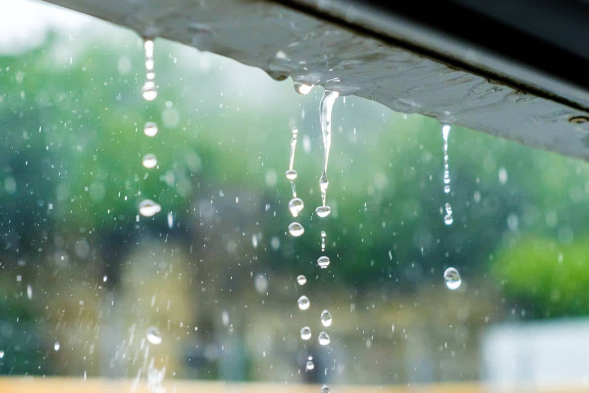 image of raindrops collecting in the rain